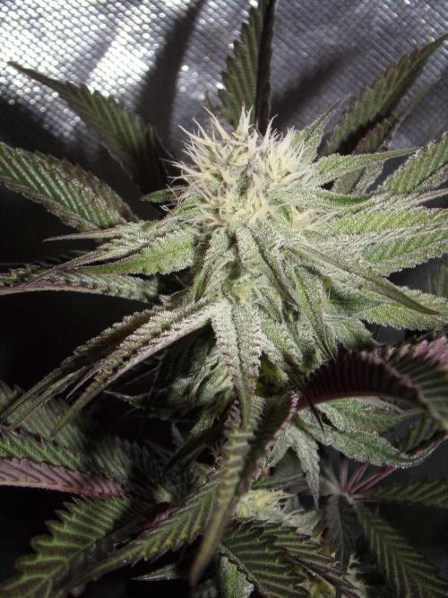 Dante's Inferno #8 Mile High Dave's Cut. Week 8