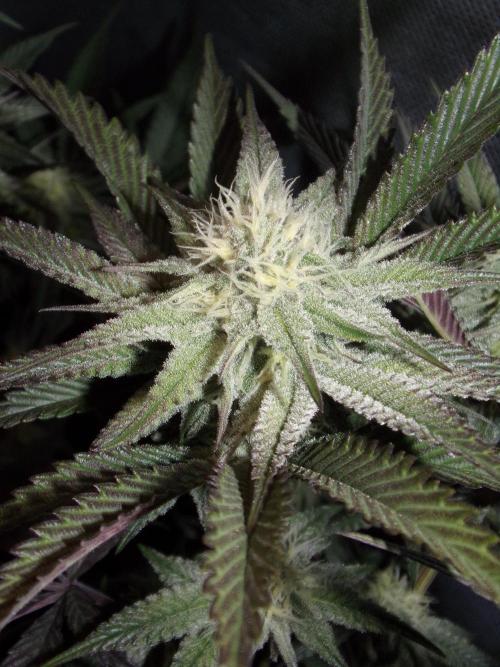 Dante's Inferno #8 Mile High Dave's Cut. Week 8