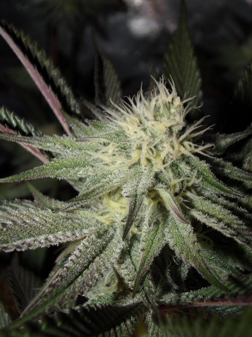 Dante's Inferno #8 Mile High Dave's Cut. Week 8