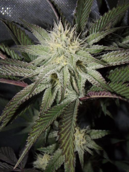 Dante's Inferno #8 Mile High Dave's Cut. Week 8