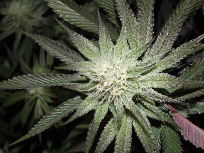 Dante's Inferno #8 Mile High Dave's Cut. Week 8