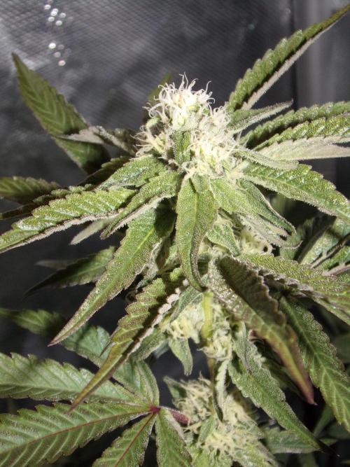 Marshmallow OG - Compound Genetics. Week 8