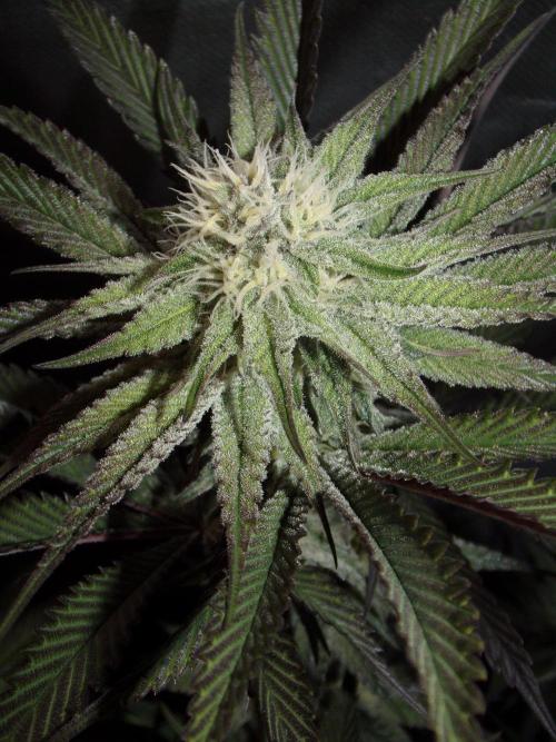 Dante's Inferno #8 Mile High Dave's Cut. Week 8