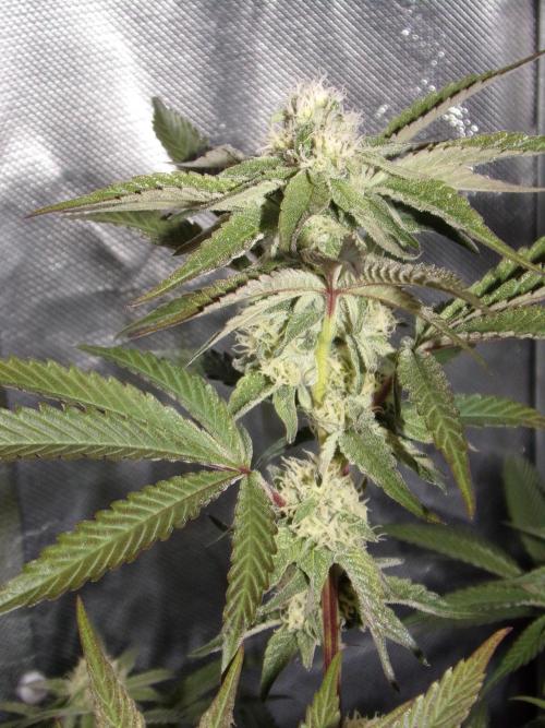 Marshmallow OG - Compound Genetics. Week 8