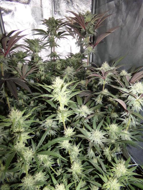 Marshmallow OG - Compound Genetics. Week 8