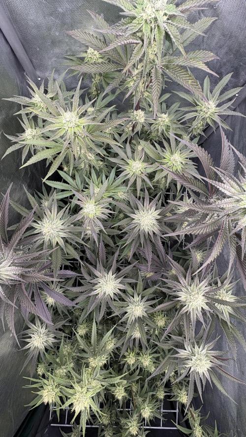 Truffle Cake / In-house Genetics. Week 8