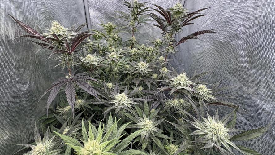 Marshmallow OG - Compound Genetics. Week 8