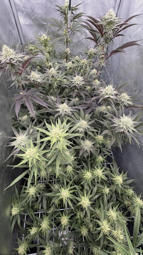 Marshmallow OG - Compound Genetics. Week 8