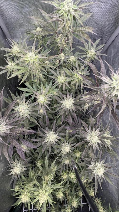 Marshmallow OG - Compound Genetics. Week 8