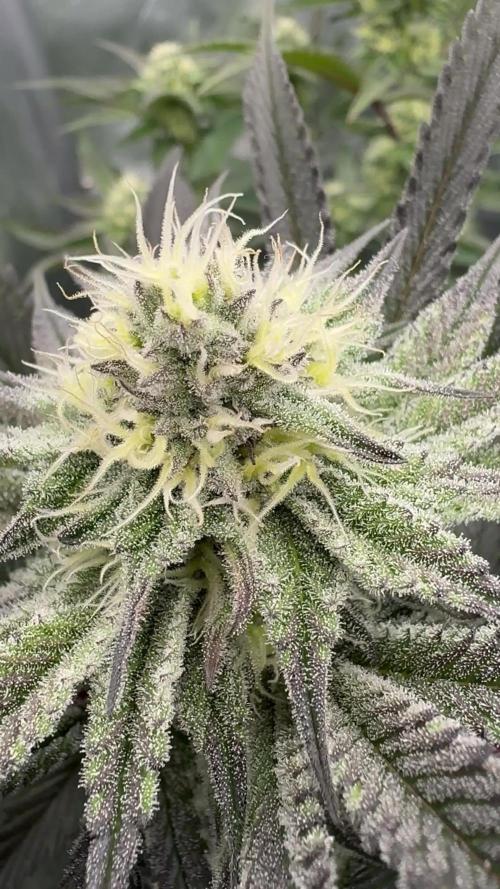 Dante's Inferno #8 Mile High Dave's Cut