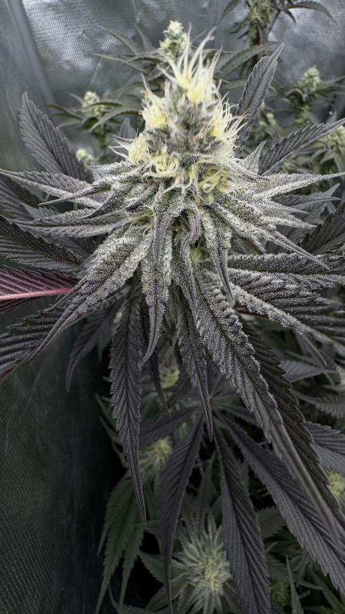 Dante's Inferno #8 Mile High Dave's Cut. Week 9