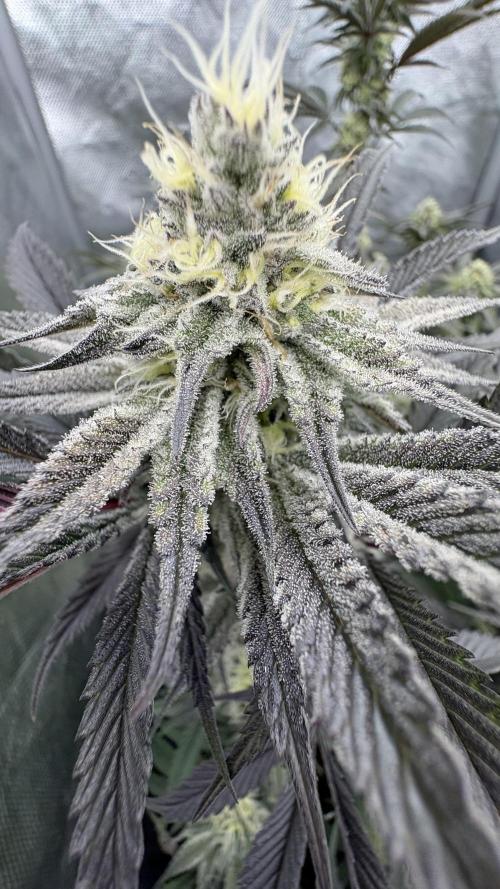 Dante's Inferno #8 Mile High Dave's Cut. Week 9