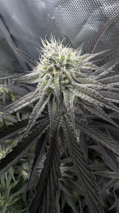 Dante's Inferno #8 Mile High Dave's Cut. Week 9