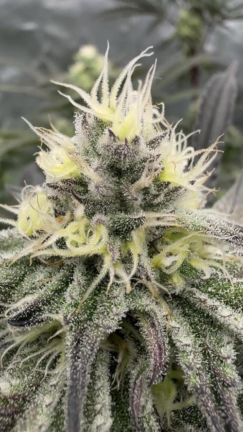 Dante's Inferno #8 Mile High Dave's Cut