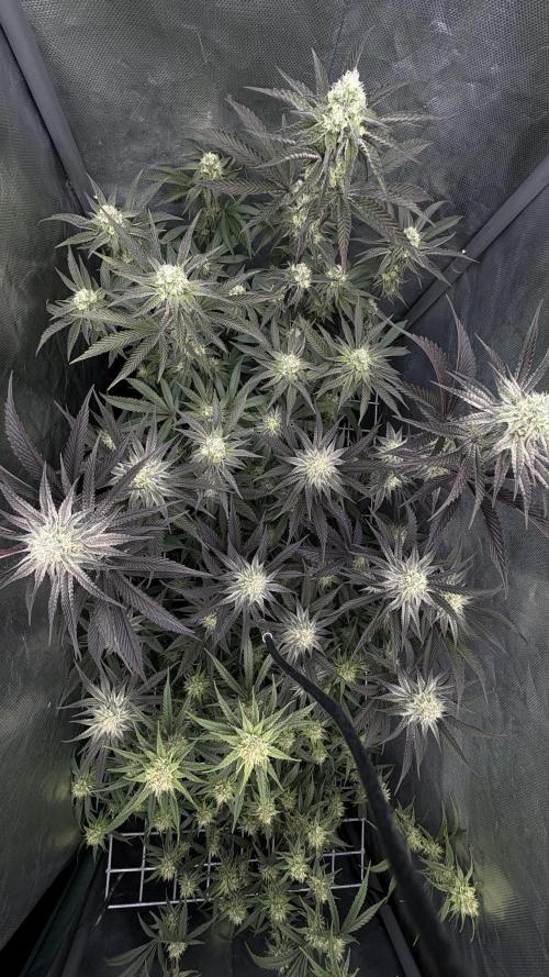 Marshmallow OG - Compound Genetics. Week 9