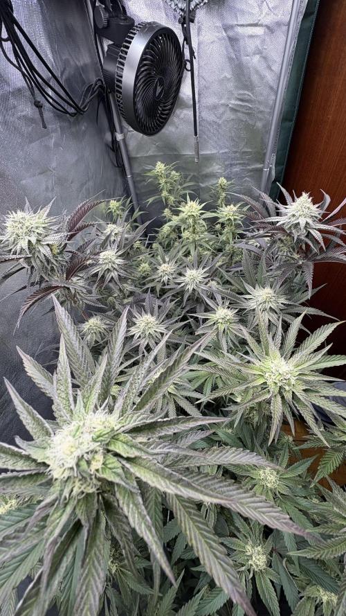 Marshmallow OG - Compound Genetics. Week 9