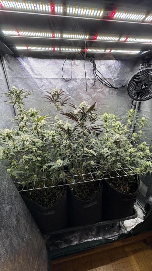 Marshmallow OG - Compound Genetics. Week 9