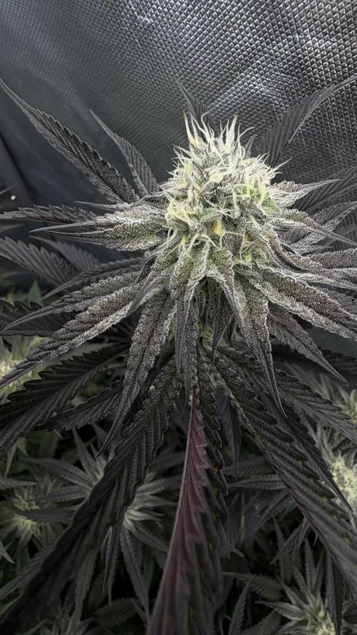 Dante's Inferno #8 Mile High Dave's Cut. Week 9