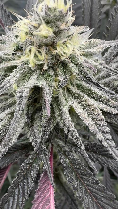 Dante's Inferno #8 Mile High Dave's Cut