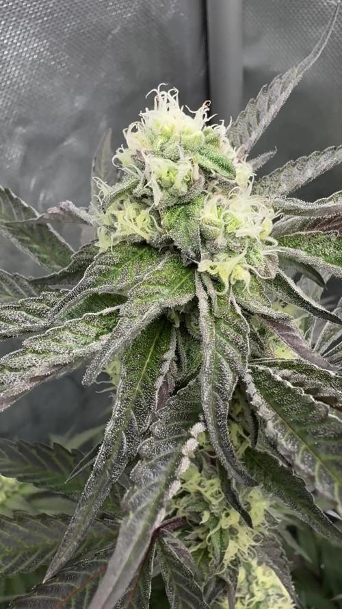 Marshmallow OG - Compound Genetics