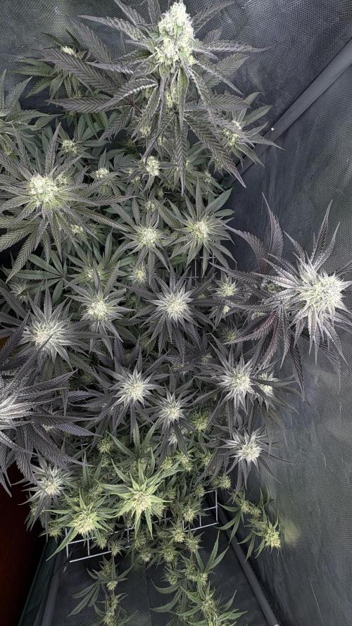 Marshmallow OG - Compound Genetics. Week 9