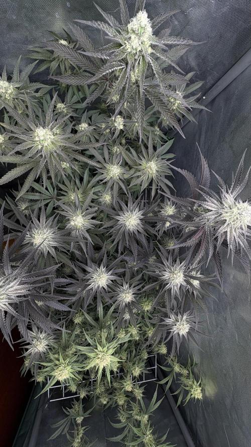 Truffle Cake / In-house Genetics. Week 9