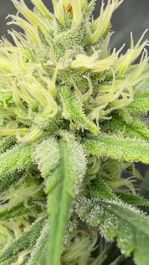 Truffle Cake / In-house Genetics