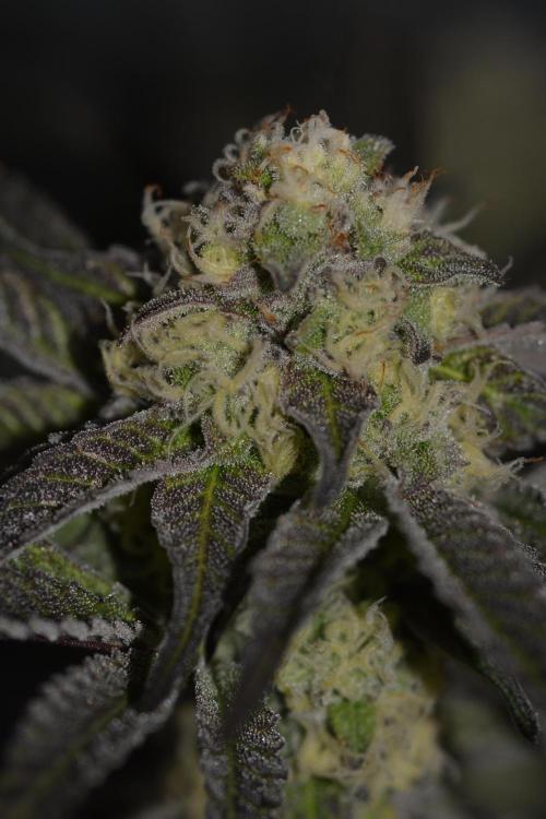 Marshmallow OG - Compound Genetics. Week 9