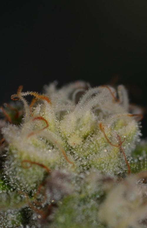 Marshmallow OG - Compound Genetics. Week 9