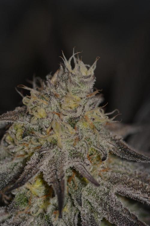 Dante's Inferno #8 Mile High Dave's Cut. Week 9