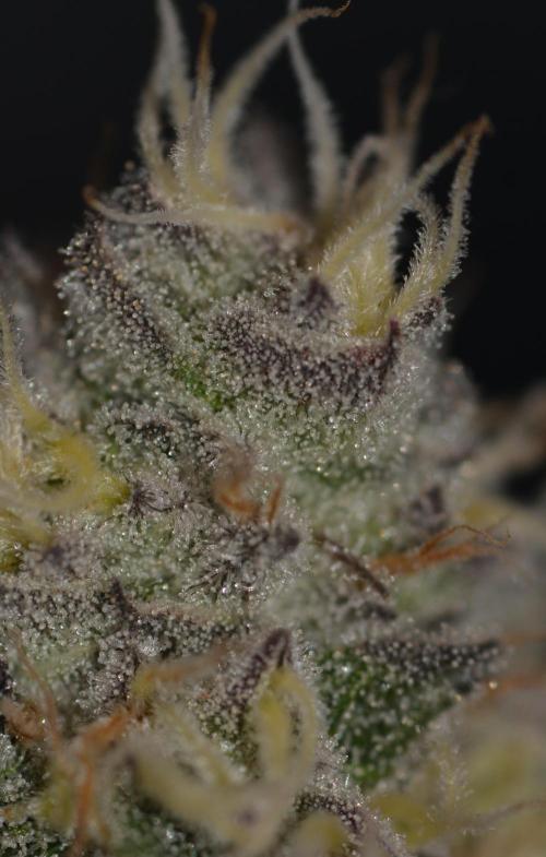 Dante's Inferno #8 Mile High Dave's Cut. Week 9