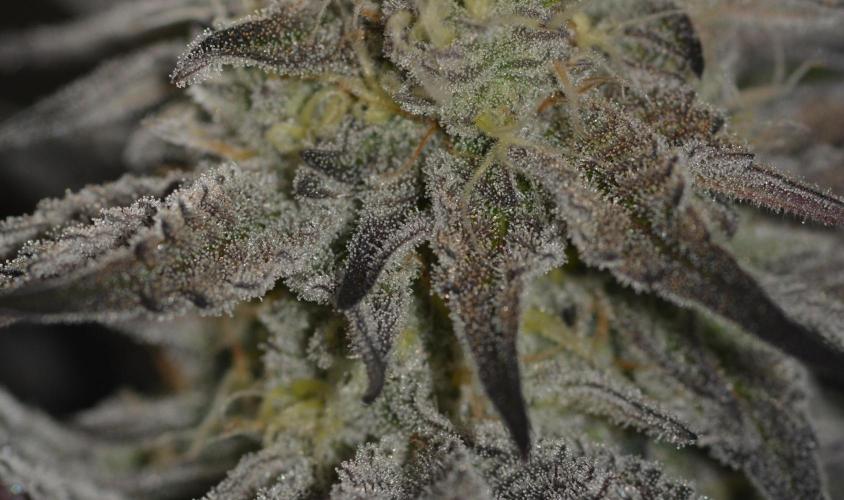 Dante's Inferno #8 Mile High Dave's Cut. Week 9