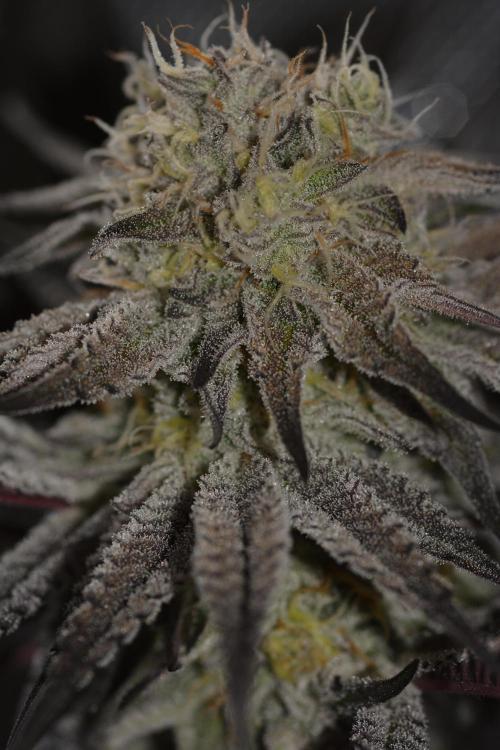 Dante's Inferno #8 Mile High Dave's Cut. Week 9