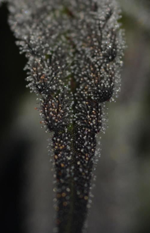 Dante's Inferno #8 Mile High Dave's Cut. Week 9