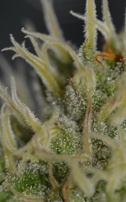 Truffle Cake / In-house Genetics. Week 9