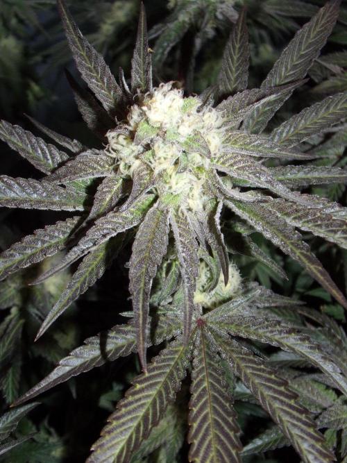 Marshmallow OG - Compound Genetics. Week 9