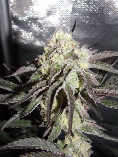 Marshmallow OG - Compound Genetics. Week 9