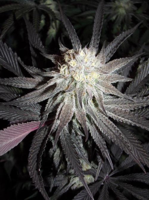 Dante's Inferno #8 Mile High Dave's Cut. Week 9