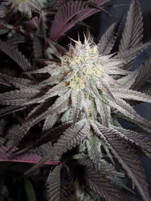 Dante's Inferno #8 Mile High Dave's Cut. Week 9