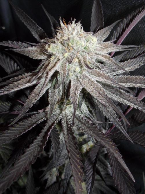 Dante's Inferno #8 Mile High Dave's Cut. Week 9