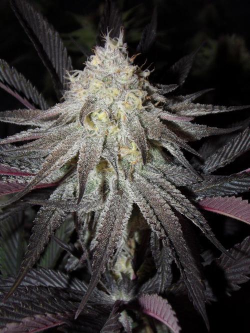 Dante's Inferno #8 Mile High Dave's Cut. Week 9