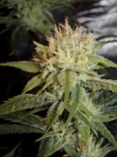 Truffle Cake / In-house Genetics. Week 9