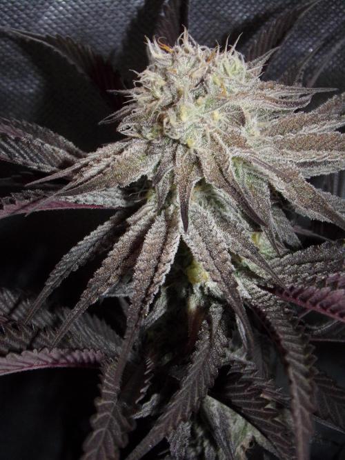 Dante's Inferno #8 Mile High Dave's Cut. Week 9