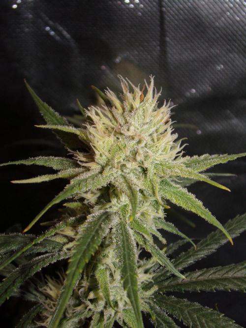 Truffle Cake / In-house Genetics. Week 9