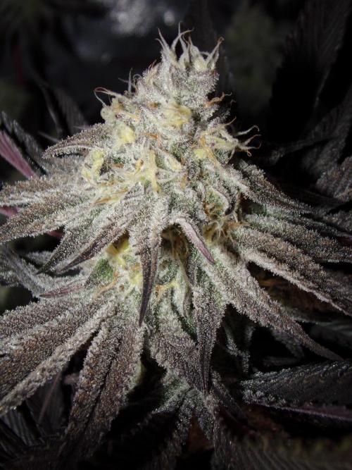 Dante's Inferno #8 Mile High Dave's Cut. Week 9