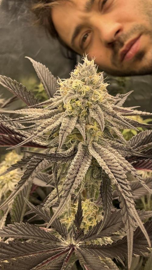 Dante's Inferno #8 Mile High Dave's Cut. Week 10