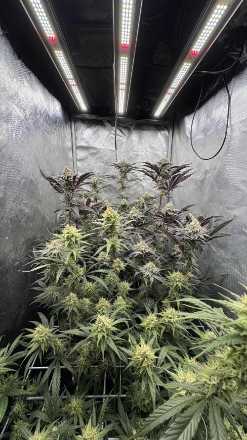 Truffle Cake / In-house Genetics. Week 10