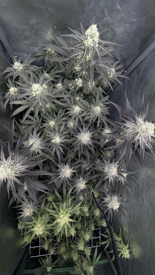 Marshmallow OG - Compound Genetics. Week 10