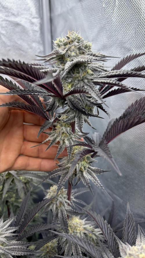 Dante's Inferno #8 Mile High Dave's Cut. Week 10