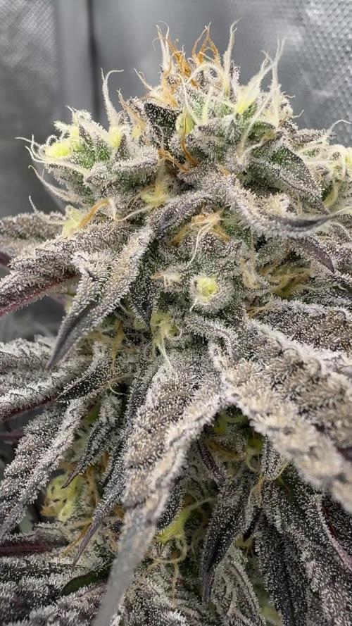 Dante's Inferno #8 Mile High Dave's Cut